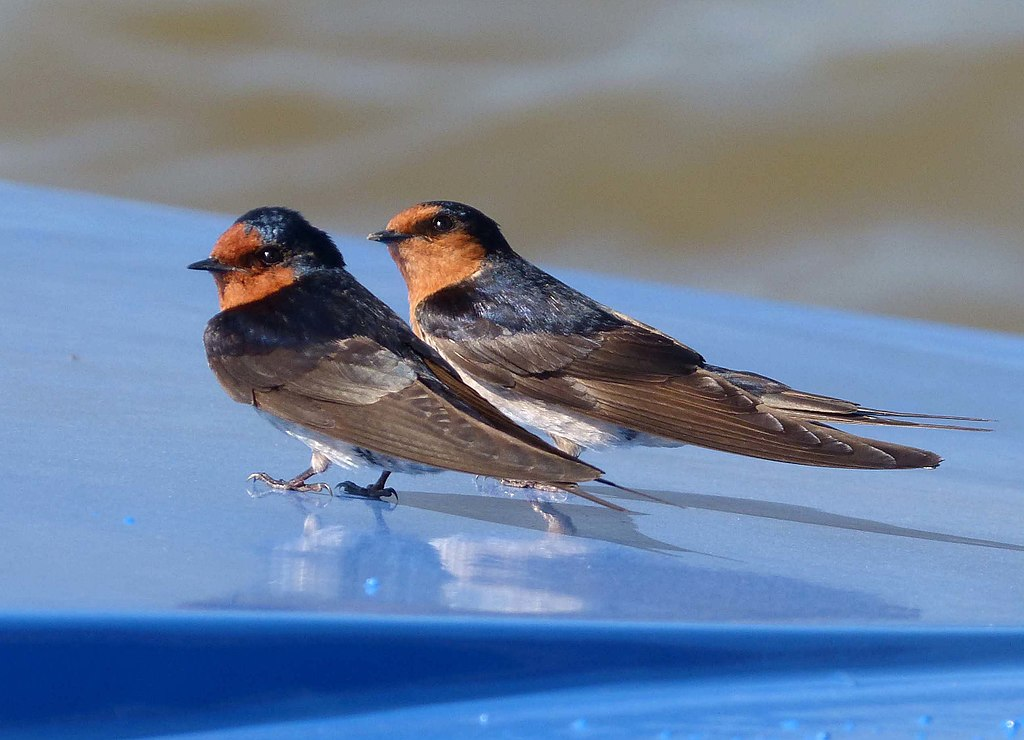 Most Sighted Bird Species