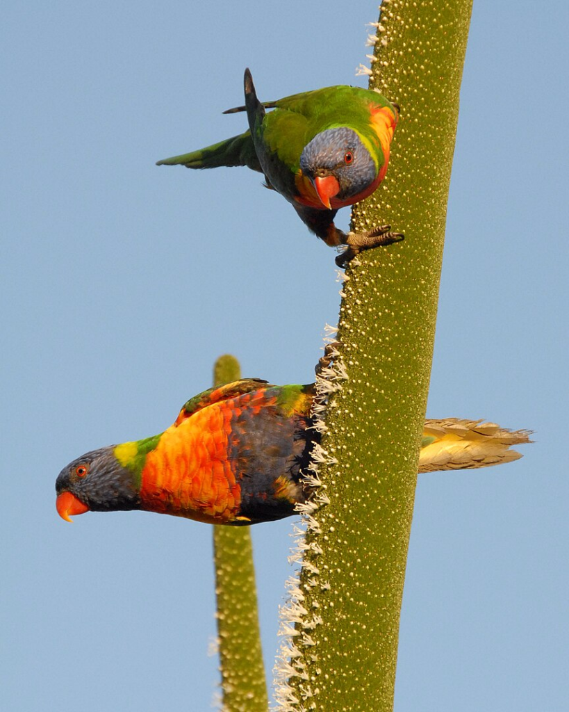 Most Sighted Bird Species