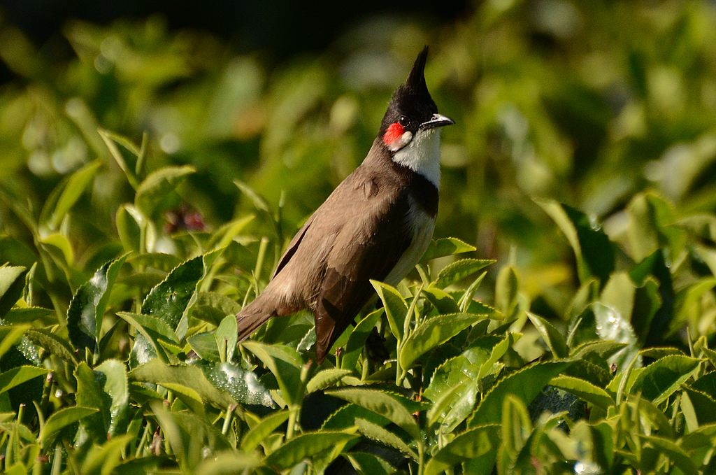 Most Sighted Bird Species